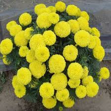 Hybrid Marigold Seeds